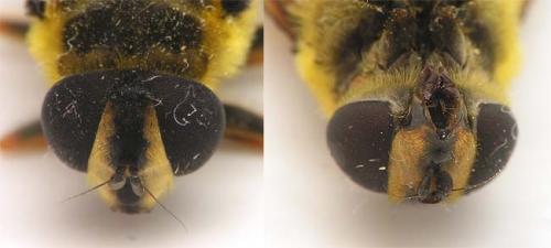 Myathropa florea
