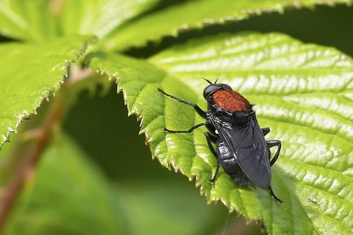 Clitellaria ephippium