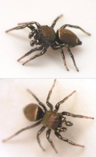 Heliophanus sp.