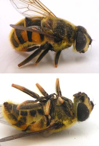 Myathropa florea