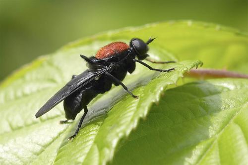 Réf. 18 655 : Clitellaria ephippium