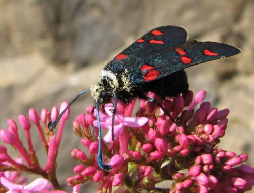 Réf. 18 139 : Zygaena lavandulae