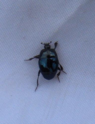 Saprinus caerulescens caerulescens