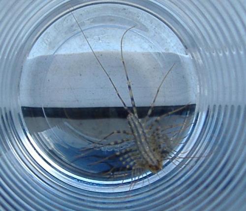 Scutigera coleoptrata