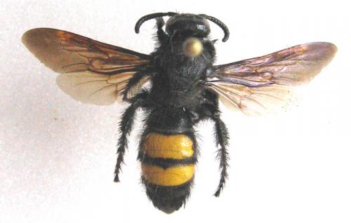 Scolia hirta
