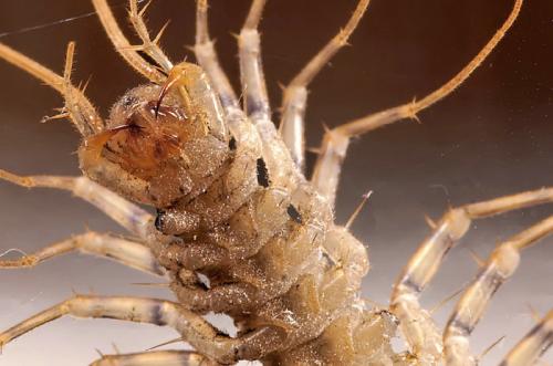 Réf. 18 518 : Scutigera coleoptrata