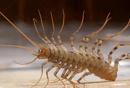 Réf. 18 519 : Scutigera coleoptrata