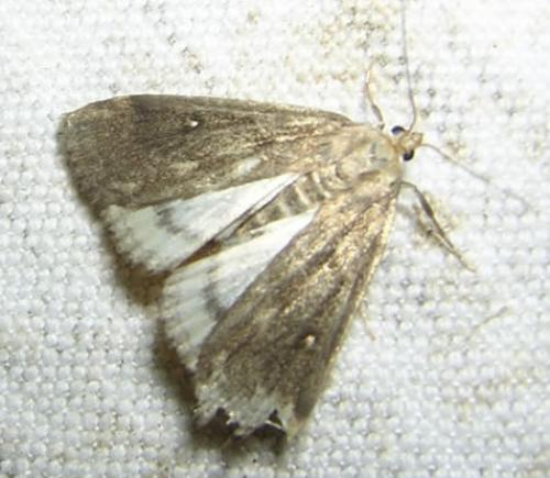 Réf. 18 044 : Parapoynx stratiotata