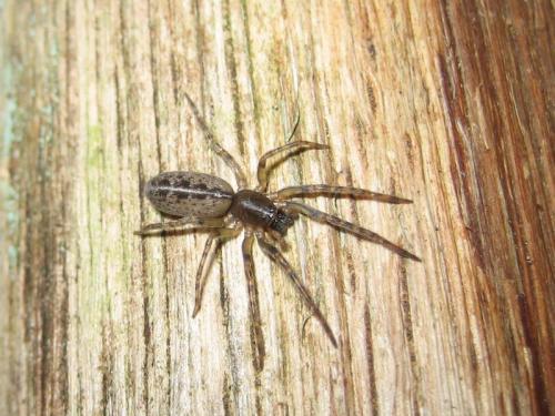 Réf. 18 744 : Segestria sp.