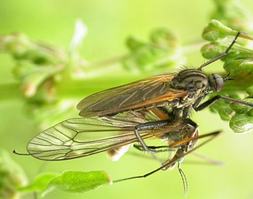 Empis tessellata