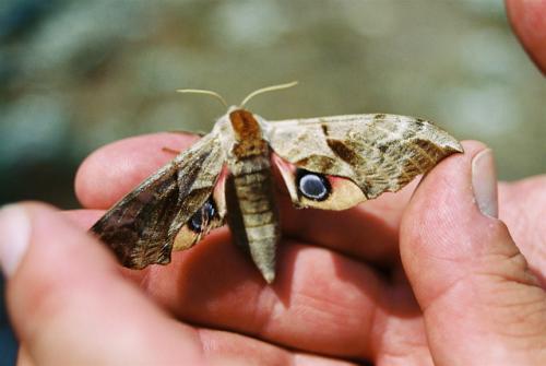 Smerinthus ocellata
