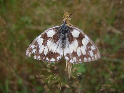 Melanargia galathea