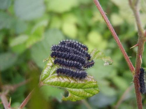 Saturnia pavonia