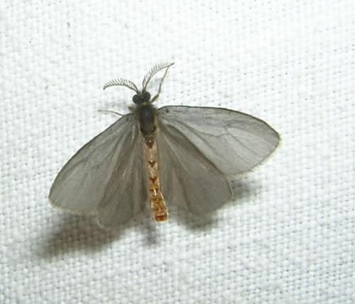 Sterrhopterix fusca