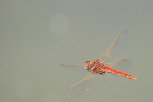Sympetrum fonscolombii