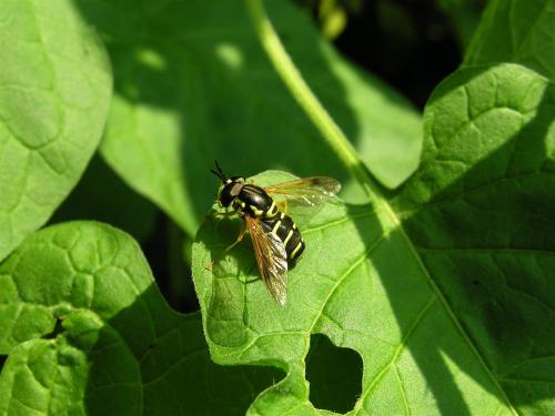 Chrysotoxum festivum