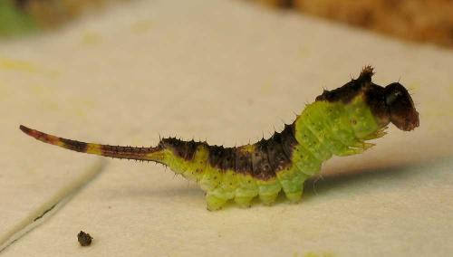 Furcula sp.