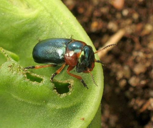 Réf. 18 522 : Cheilotoma musciformis