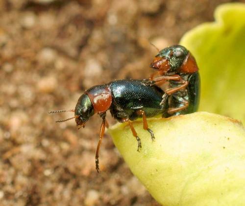 Réf. 18 545 : Cheilotoma musciformis