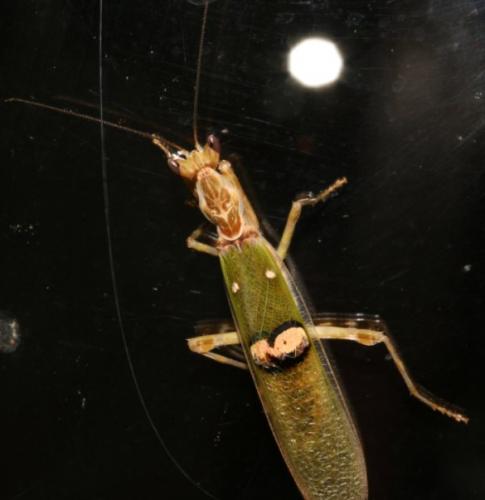 Creobroter sp.