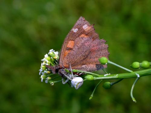 Réf. 18 035 : Thomisus sp.