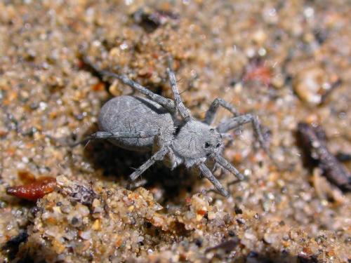 Pardosa wagleri