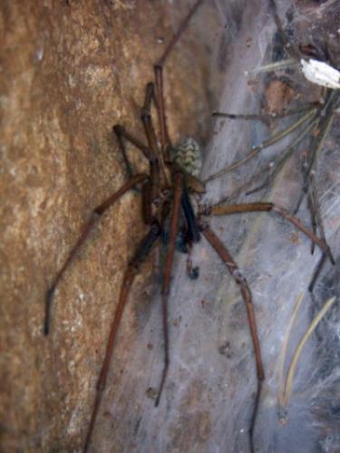 Eratigena atrica