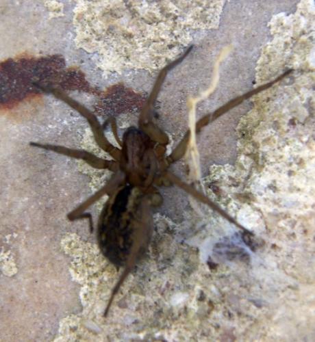 Réf. 18 170 : Eratigena feminea