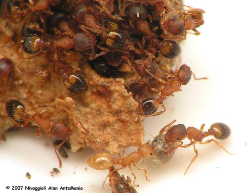 Réf. 18 212 : Temnothorax lichtensteini
