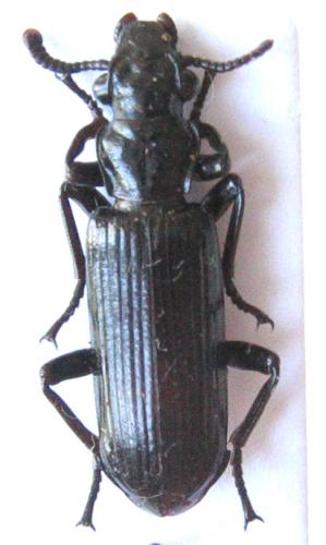 Platycerozaena sp.