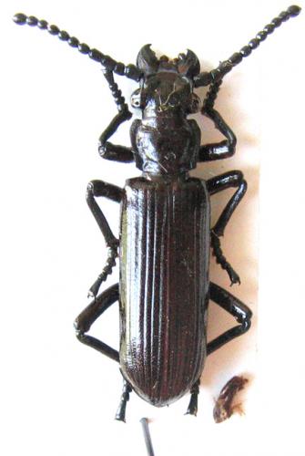 Ozaena sp.