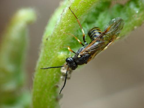 Réf. 18 351 : Strongylogaster multifasciata