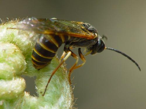 Réf. 18 352 : Strongylogaster multifasciata