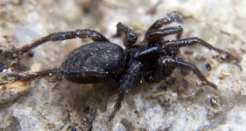 Réf. 18 462 : Selamia reticulata