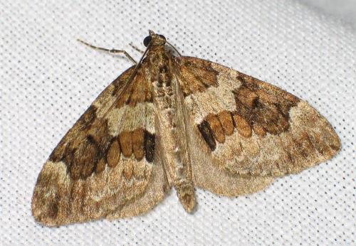 Thera sp.