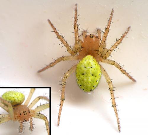 Araniella cucurbitina