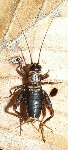 Réf. 18 538 : Nemobius sylvestris sylvestris
