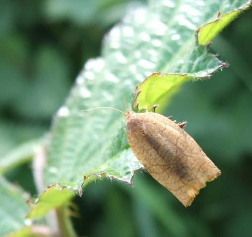Cacoecimorpha pronubana