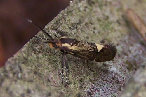 Esperia sulphurella