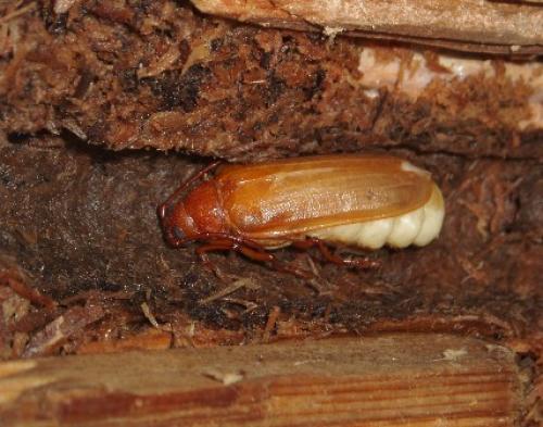 Tragosoma depsarium