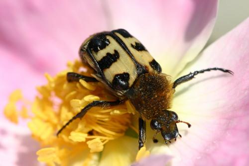 Réf. 18 305 : Trichius gallicus