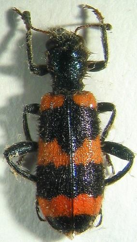 Trichodes apiarius