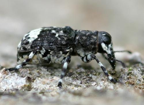 Réf. 18 327 : Tropideres albirostris