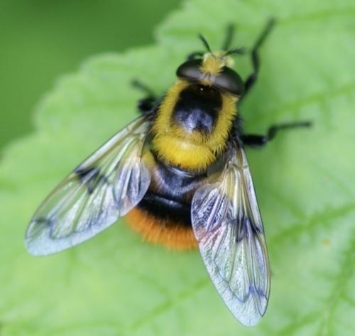Volucella bombylans