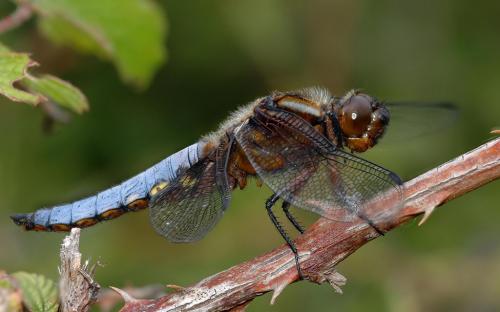 Libellula depressa