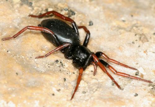 Trachyzelotes pedestris