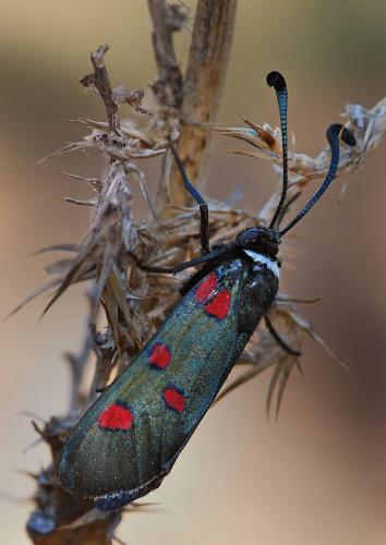Zygaena lavandulae