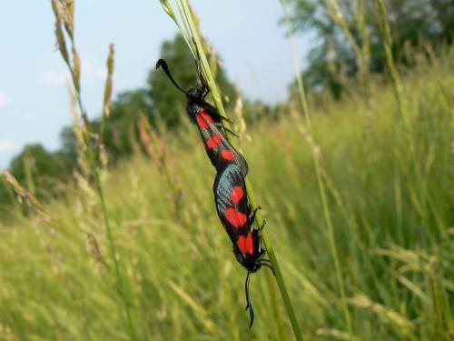 Zygaena trifolii