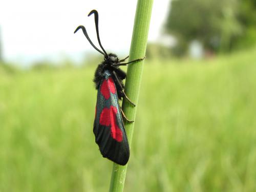 Zygaena trifolii