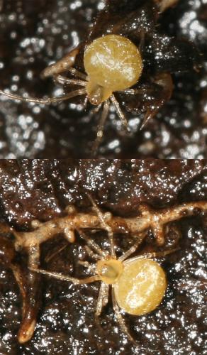 Réf. 18 275 : Paidiscura pallens